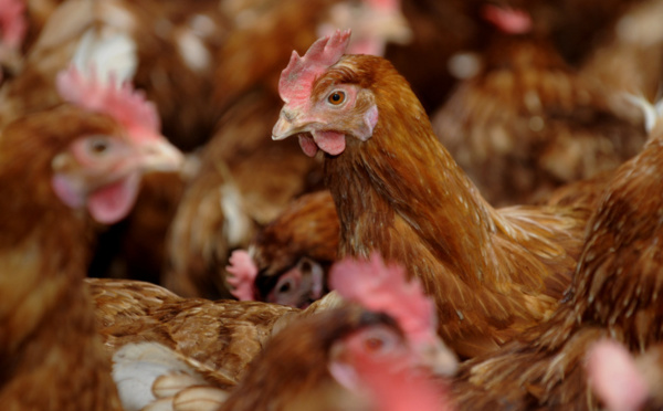 Salmonellose : 12 000 poules abattues par mesure de précaution à Taravao