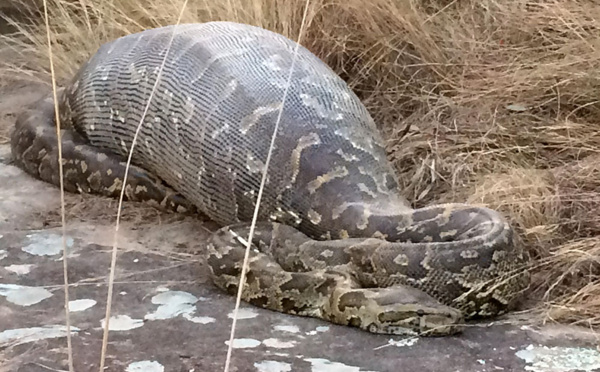 Indonésie: un homme retrouvé dans le ventre d'un python