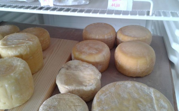 Intoxication dans des cantines de Rouen: le fromage en cause