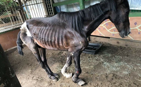 Le cheval "maltraité" ne va pas mieux