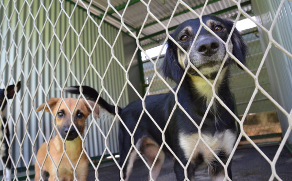 Animaux abandonnés recherchent familles d'accueil