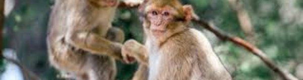 Landes: marche et recueillement pour 163 singes euthanasiés