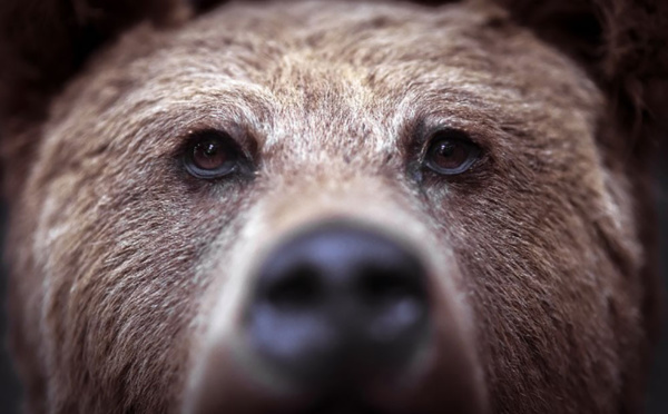 Un adolescent américain tué par un ours durant une course en Alaska