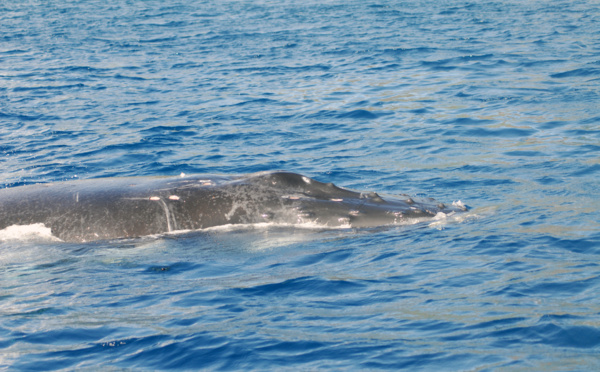 Une première baleine à bosse observée aujourd'hui à Moorea