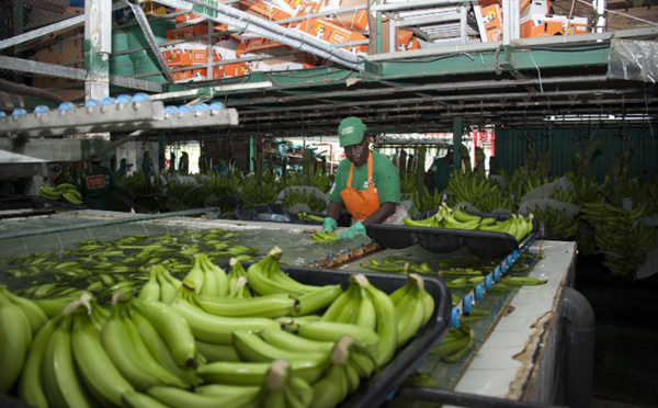 Guadeloupe : reprise du travail lundi dans la filière banane