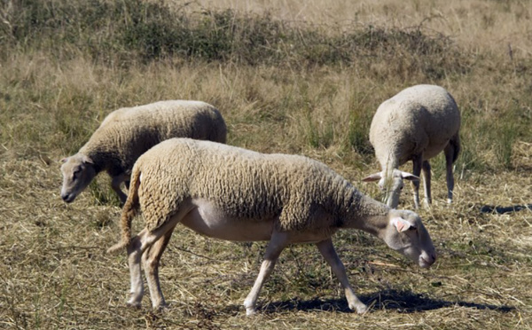 Norvège: des dizaines de vététistes mis KO par des déjections de mouton