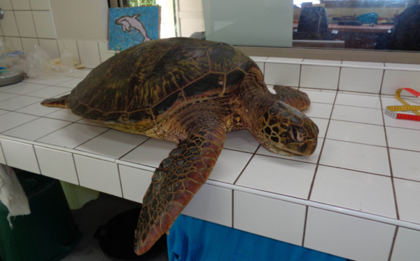 Pêche illégale de tortues à Moorea, deux braconniers chez les gendarmes