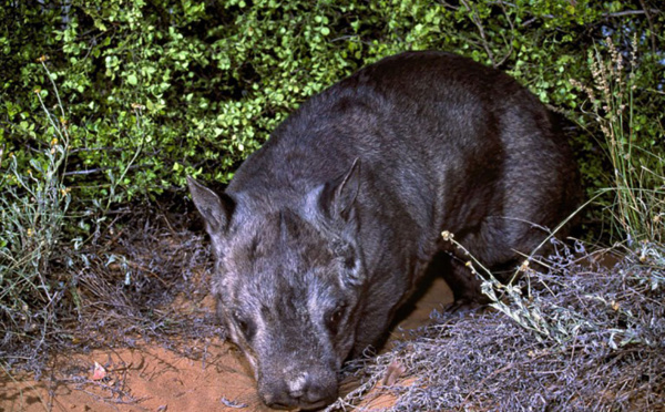 Au carnet rose australien, un rarissime wombat à nez poilu du Nord