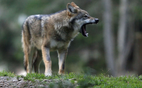 Le gouvernement autorise 40 abattages et promet un nouveau plan loup