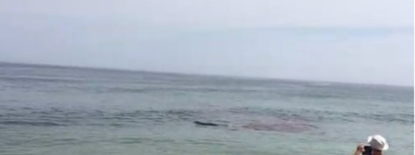 Panique à la plage: un requin attaque un phoque près des baigneurs
