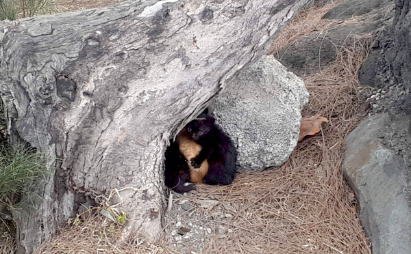 Une plainte déposée pour abandon d'animaux domestiques