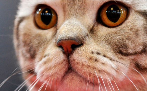 La Fondation 30 millions d'amis sauve 130 chats vivant dans un 25 m2 à Paris
