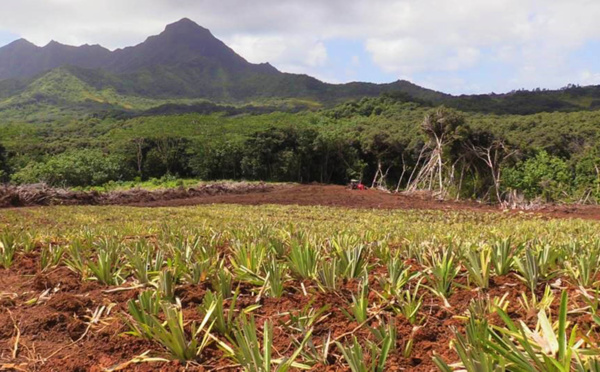 Raiatea : attribution des terres agricoles de Faaroa à Taputapuatea