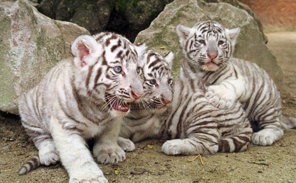 Inde : un gardien tué par deux petits tigres blancs