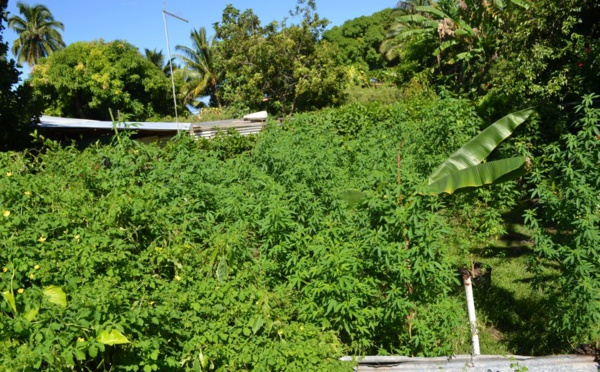 Plus de 1 600 plants de cannabis découverts à Tahiti, aux Tuamotu et aux Raromatai