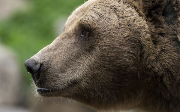 Des ours affamés sèment la terreur dans l'Extrême-Orient russe