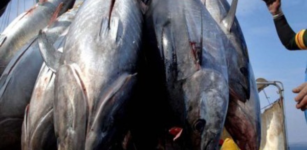 Pêche aux Marquises : les opposants manifestent à Tahiti aussi