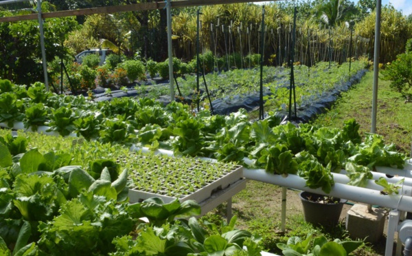 Des aides allant jusqu'à 150 millions de francs pour les projets agricoles