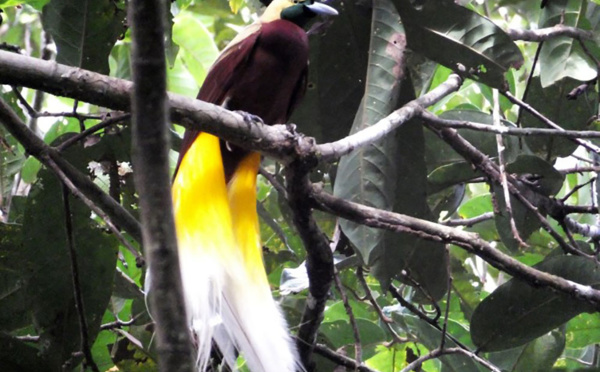 Dans la jungle de Papouasie, menace sur les oiseaux de Paradis