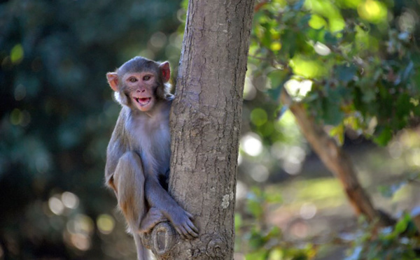 Inquiétudes après la découverte de singes verts en Guadeloupe 
