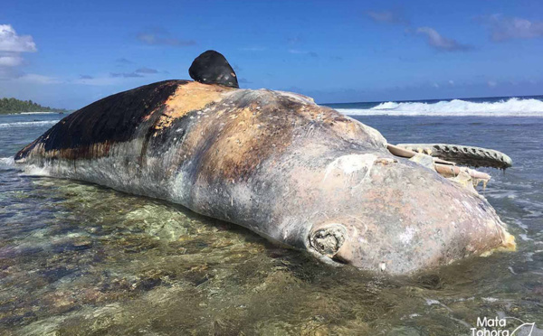 Un cachalot de 20 tonnes échoué en Polynésie