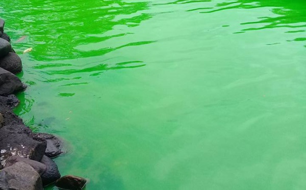 Comment une rivière de Arue est devenue vert fluo