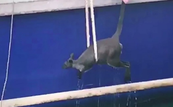 Un wallaby sauvé par un ferry dans le port de Sydney