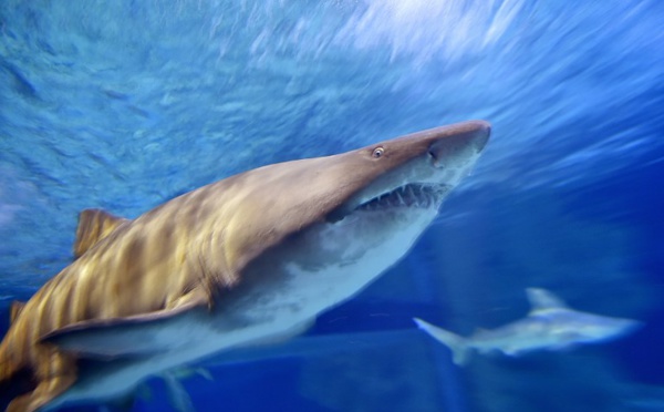 Un Israélien survit au tir d'un harpon à requins dans le visage