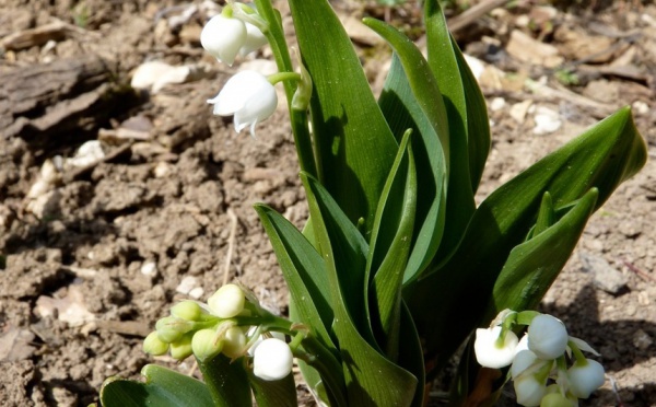 Un brin de muguet pour le 1er mai