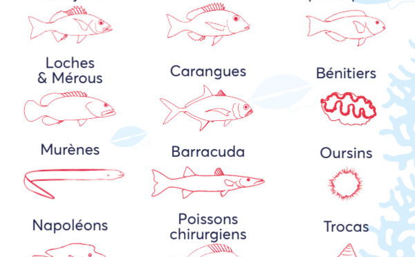 Ciguatéra : poissons perroquets et trocas parmi les espèces à risque 