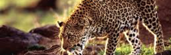 Un enfant dévoré par un léopard dans un parc national d'Ouganda