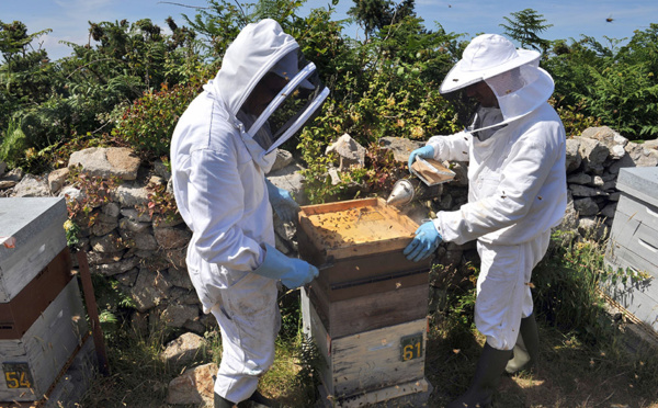 Du glyphosate dans du miel: plainte d'apiculteurs contre Bayer
