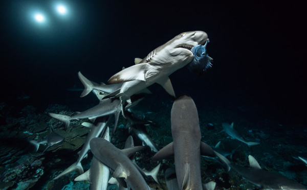 Documentaire - 700 requins dans la nuit : " Une fierté pour toute la Polynésie "