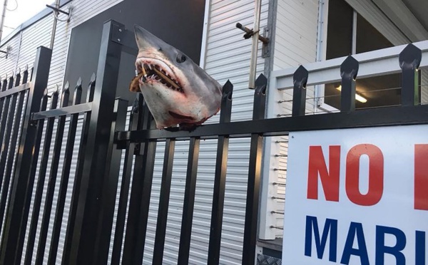 Une tête de requin empalée sur une façade en Australie