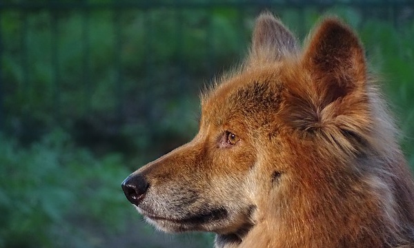 Australie: Une femme grièvement blessée par des dingos