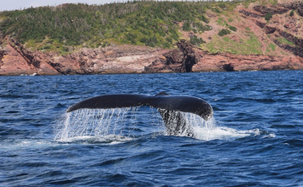 Les pêcheurs japonais de retour à terre avec 177 baleines