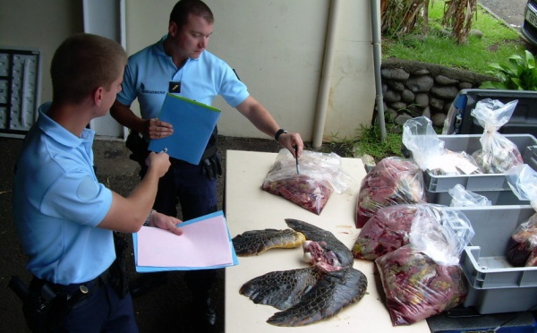 Fraude à la pêche de tortues marines: 6 personnes interpellées à Arue
