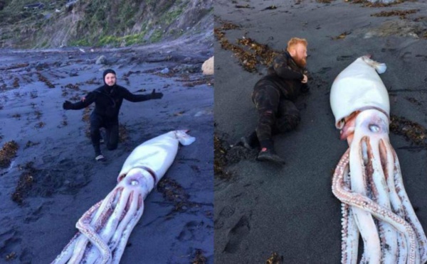 Un calamar géant s'échoue sur une plage en Nouvelle Zélande