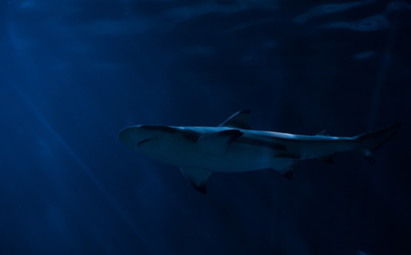 USA: rare attaque mortelle de requin dans le nord-est