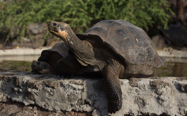 Equateur : mystérieux vol de 123 tortues aux Galapagos