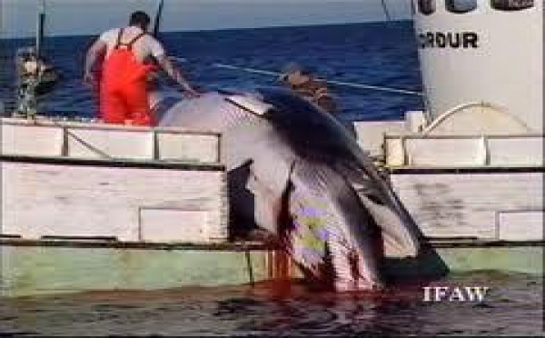 Des opposants à la chasse à la baleine interceptent un bateau-usine japonais