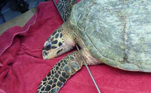 5 tortues recueillies à la Clinique des tortues marines de Moorea en 2 semaines !