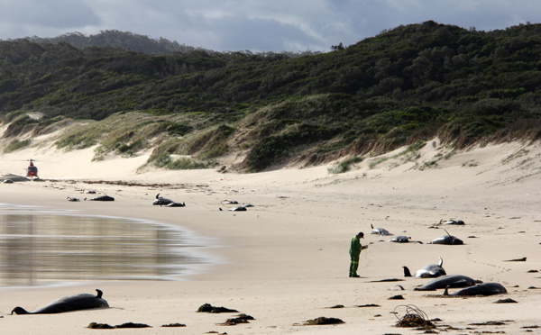 Australie: 28 cétacés retrouvés morts sur une plage du sud-est