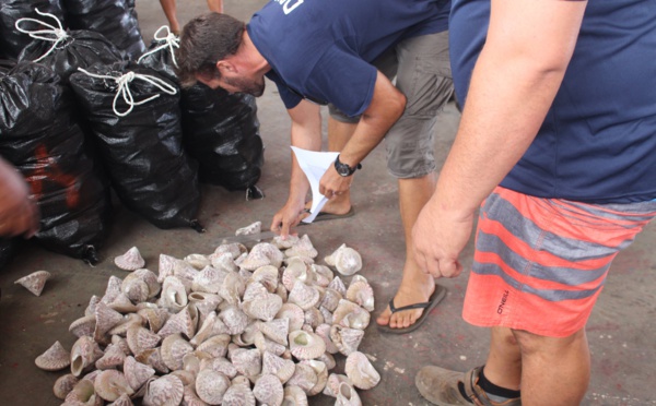 Pêche aux trocas : 23 tonnes récoltées, plus de 7 millions pour les familles de Mataiea