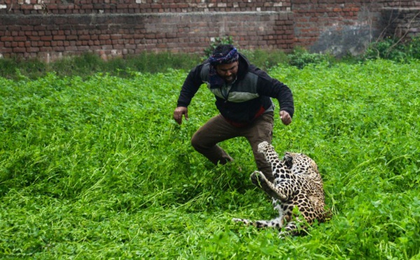 Inde: peur sur la ville, il y a un léopard dans le jardin