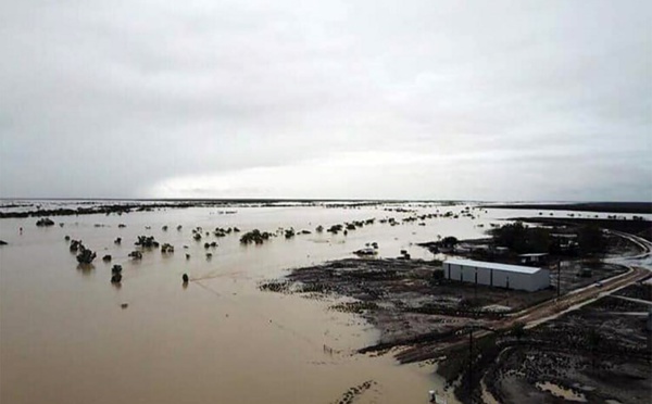 Inondations en Australie : une hécatombe redoutée pour le bétail