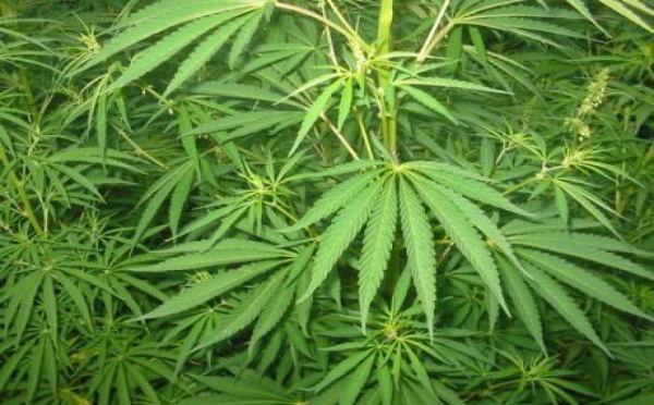 To Tatou Ai'a dit "NON" à la légalisation du cannabis
