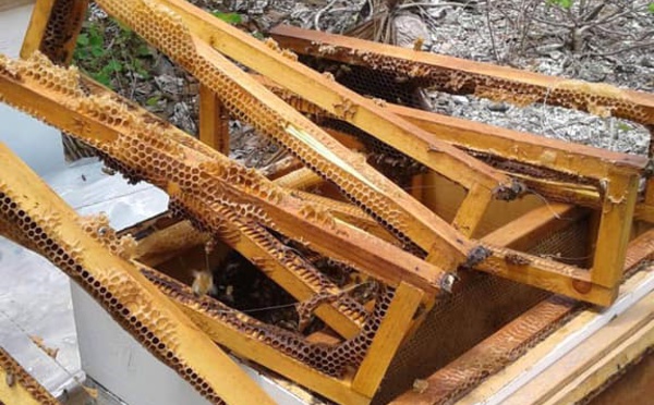 29 ruches pillées à Fakarava