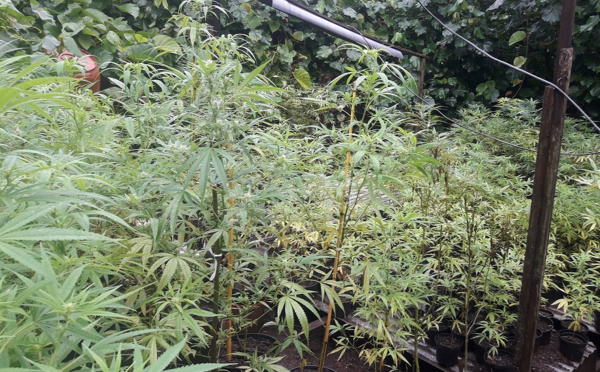 644 plants de cannabis découverts à Vairao