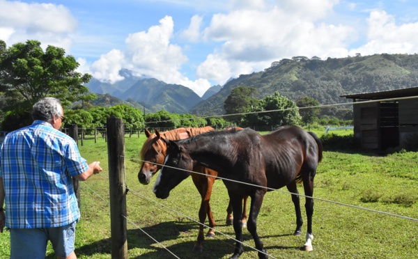 L'écurie Tenahe, la pouponnière des chevaux de course made in fenua